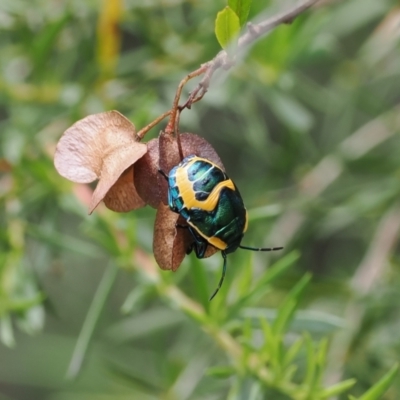 Scutiphora pedicellata (Metallic Jewel Bug) at Kowen, ACT - 1 Jan 2023 by RAllen