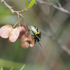 Scutiphora pedicellata at Kowen, ACT - 1 Jan 2023