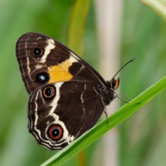 Tisiphone abeona (Varied Sword-grass Brown) at Tallaganda State Forest - 1 Jan 2023 by DPRees125