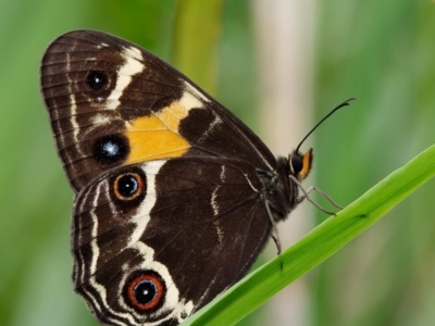 Tisiphone abeona (Varied Sword-grass Brown) at Rossi, NSW - 1 Jan 2023 by DPRees125