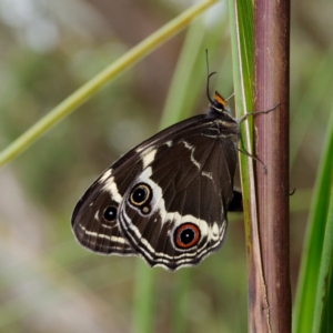 Tisiphone abeona at Rossi, NSW - 1 Jan 2023