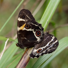 Tisiphone abeona at Rossi, NSW - 1 Jan 2023 03:10 PM