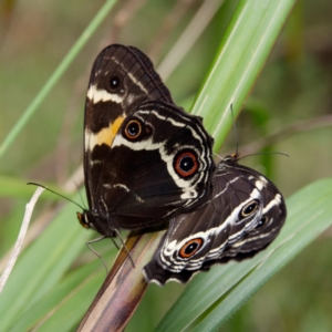 Tisiphone abeona at Rossi, NSW - 1 Jan 2023