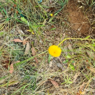 Rutidosis leptorhynchoides (Button Wrinklewort) at Yarralumla, ACT - 30 Dec 2022 by Jiggy