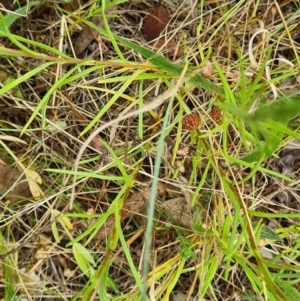 Rutidosis leptorhynchoides at Yarralumla, ACT - 30 Dec 2022