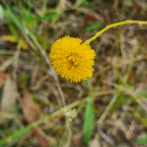 Rutidosis leptorhynchoides at Yarralumla, ACT - 30 Dec 2022