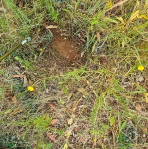 Rutidosis leptorhynchoides at Yarralumla, ACT - 30 Dec 2022