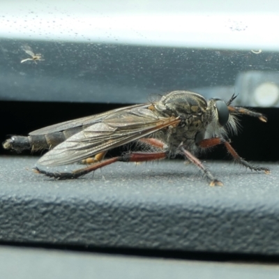 Zosteria sp. (genus) (Common brown robber fly) at Yass River, NSW - 1 Jan 2023 by SenexRugosus