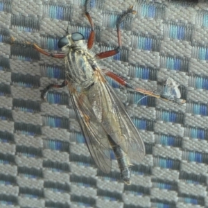 Zosteria sp. (genus) at Yass River, NSW - 1 Jan 2023 03:29 PM