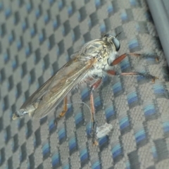 Zosteria sp. (genus) at Yass River, NSW - 1 Jan 2023