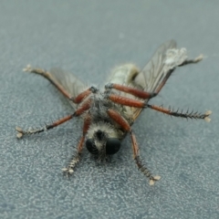 Zosteria sp. (genus) at Yass River, NSW - 1 Jan 2023