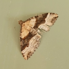 Epyaxa subidaria (Subidaria Moth) at Yass River, NSW - 1 Jan 2023 by SenexRugosus