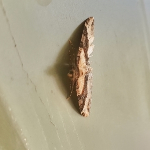 Epyaxa subidaria at Yass River, NSW - 1 Jan 2023