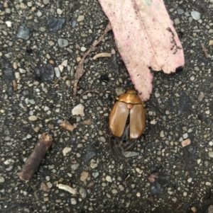 Anoplognathus sp. (genus) at Belconnen, ACT - 1 Jan 2023