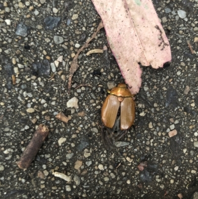 Anoplognathus sp. (genus) (Unidentified Christmas beetle) at Flea Bog Flat to Emu Creek Corridor - 1 Jan 2023 by Dora