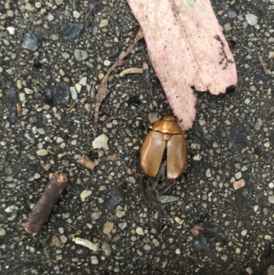 Anoplognathus sp. (genus) (Unidentified Christmas beetle) at Belconnen, ACT - 1 Jan 2023 by Dora