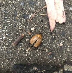 Anoplognathus sp. (genus) at Belconnen, ACT - 1 Jan 2023