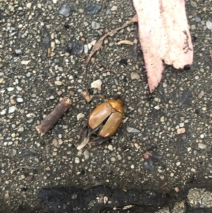 Anoplognathus sp. (genus) at Belconnen, ACT - 1 Jan 2023