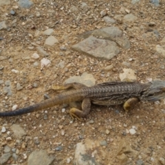 Pogona barbata (Eastern Bearded Dragon) at QPRC LGA - 1 Jan 2023 by clarehoneydove