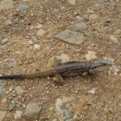 Pogona barbata at Bungendore, NSW - 1 Jan 2023