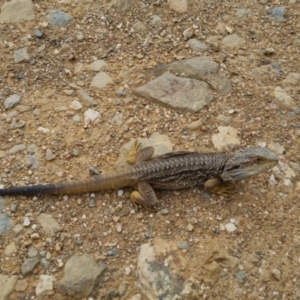 Pogona barbata at Bungendore, NSW - 1 Jan 2023