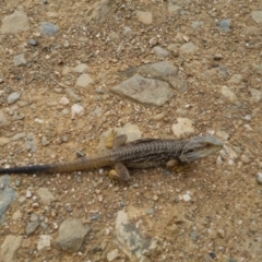 Pogona barbata at Bungendore, NSW - 1 Jan 2023