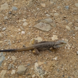 Pogona barbata at Bungendore, NSW - 1 Jan 2023