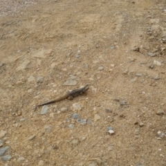 Pogona barbata at Bungendore, NSW - 1 Jan 2023