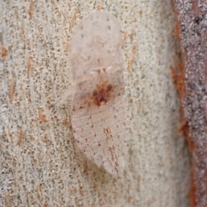 Ledromorpha planirostris at Murrumbateman, NSW - 1 Jan 2023