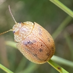 Paropsis atomaria (Eucalyptus leaf beetle) at Numeralla, NSW - 1 Jan 2023 by SteveBorkowskis