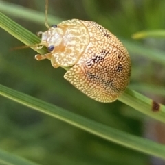 Paropsis atomaria at Numeralla, NSW - suppressed