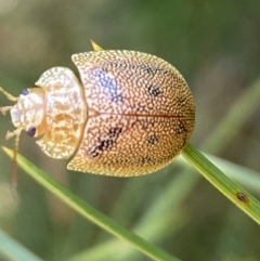 Paropsis atomaria at Numeralla, NSW - suppressed