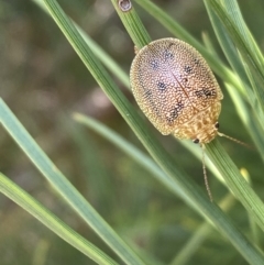 Paropsis atomaria at Numeralla, NSW - suppressed