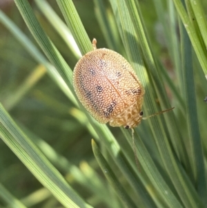 Paropsis atomaria at Numeralla, NSW - suppressed