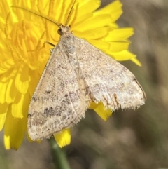 Scopula rubraria (Reddish Wave, Plantain Moth) at Numeralla, NSW - 31 Dec 2022 by Steve_Bok