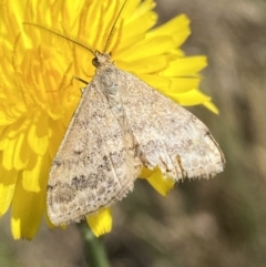 Scopula rubraria at Numeralla, NSW - 1 Jan 2023