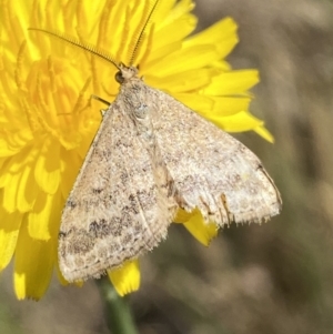 Scopula rubraria at Numeralla, NSW - 1 Jan 2023