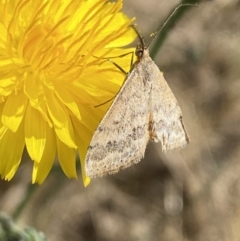 Scopula rubraria at Numeralla, NSW - 1 Jan 2023