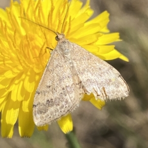 Scopula rubraria at Numeralla, NSW - 1 Jan 2023