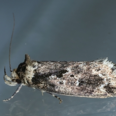 Barea consignatella (A concealer moth) at Ainslie, ACT - 28 Dec 2022 by jb2602