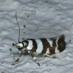 Macrobathra melanomitra (A Gelechioid moth) at Ainslie, ACT - 28 Dec 2022 by jb2602