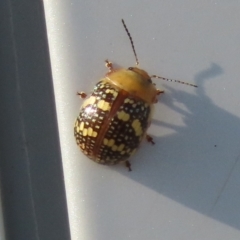 Paropsis pictipennis (Tea-tree button beetle) at Denman Prospect, ACT - 1 Jan 2023 by SandraH