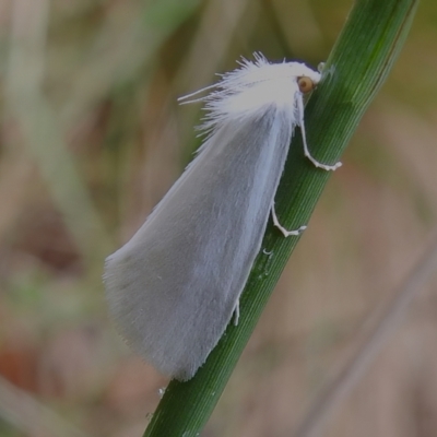 Tipanaea patulella (The White Crambid moth) at Tidbinbilla Nature Reserve - 1 Jan 2023 by JohnBundock