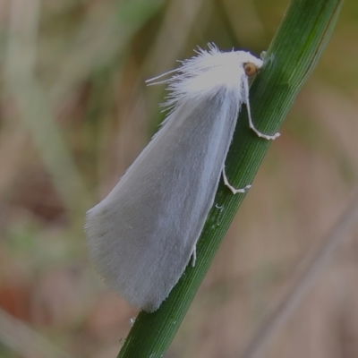 Tipanaea patulella (A Crambid moth) at Paddys River, ACT - 1 Jan 2023 by JohnBundock