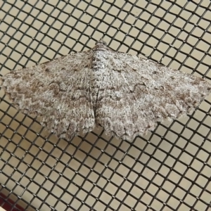 Phelotis cognata at Wanniassa, ACT - 1 Jan 2023