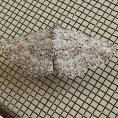 Phelotis cognata (Long-fringed Bark Moth) at Wanniassa, ACT - 1 Jan 2023 by JohnBundock