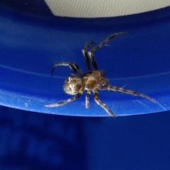 Unidentified Spider (Araneae) at Yass River, NSW - 1 Jan 2023 by SenexRugosus