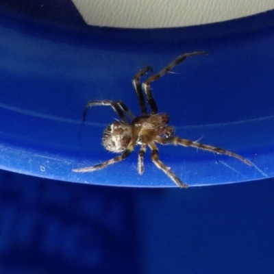 Unidentified Spider (Araneae) at Rugosa - 1 Jan 2023 by SenexRugosus