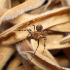 Araneinae (subfamily) at Yass River, NSW - 1 Jan 2023