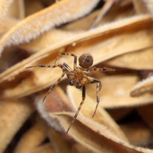 Araneinae (subfamily) at Yass River, NSW - 1 Jan 2023 09:36 PM